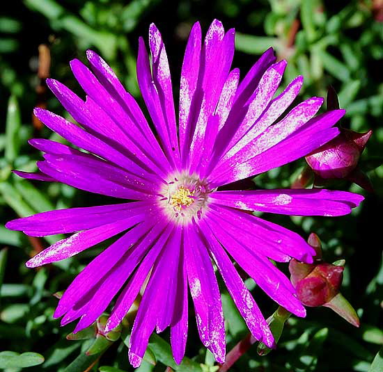 "Daisy" in bloom Christmas weekend, Crossroads of the World, Sunset Boulevard