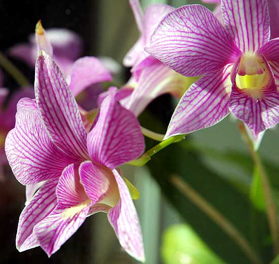 Orchids in a window