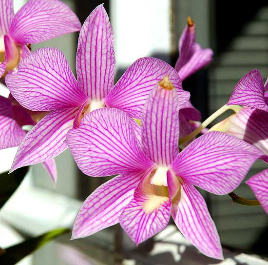 Orchids in a window