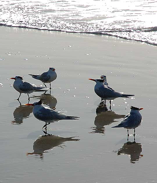 Odd shorebirds, South Carlsbad Beach, San Diego County - Christmas Day, 2007