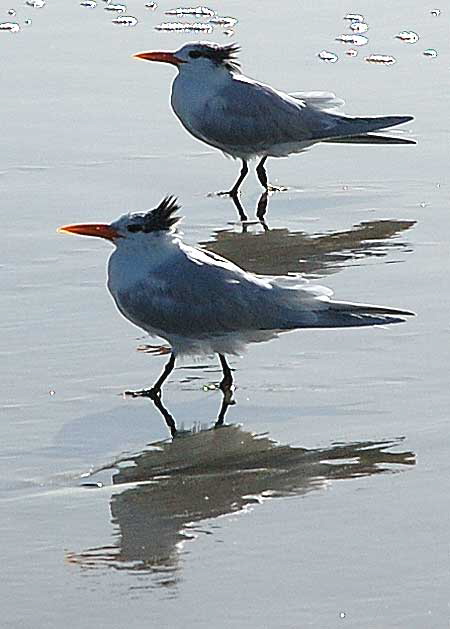 Odd shorebirds, South Carlsbad Beach, San Diego County - Christmas Day, 2007