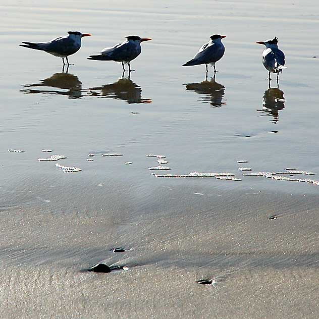 Odd shorebirds, South Carlsbad Beach, San Diego County - Christmas Day, 2007