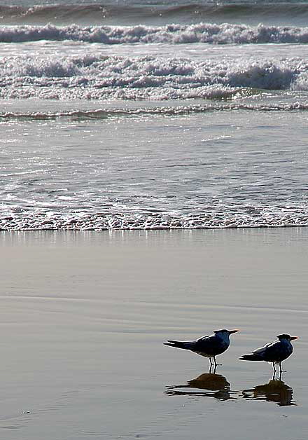 Odd shorebirds, South Carlsbad Beach, San Diego County - Christmas Day, 2007