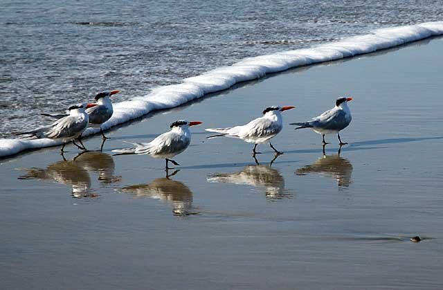 Odd shorebirds, South Carlsbad Beach, San Diego County - Christmas Day, 2007