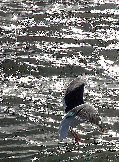 Seagull, South Carlsbad Beach, San Diego County - Christmas Day, 2007