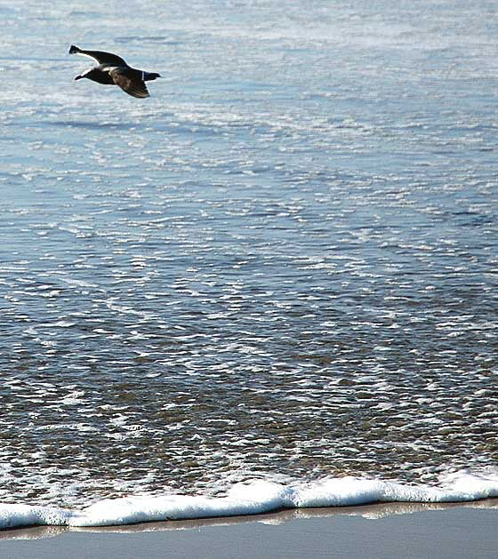 Seagull, South Carlsbad Beach, San Diego County - Christmas Day, 2007