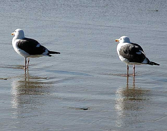 Seagulls, South Carlsbad Beach, San Diego County - Christmas Day, 2007