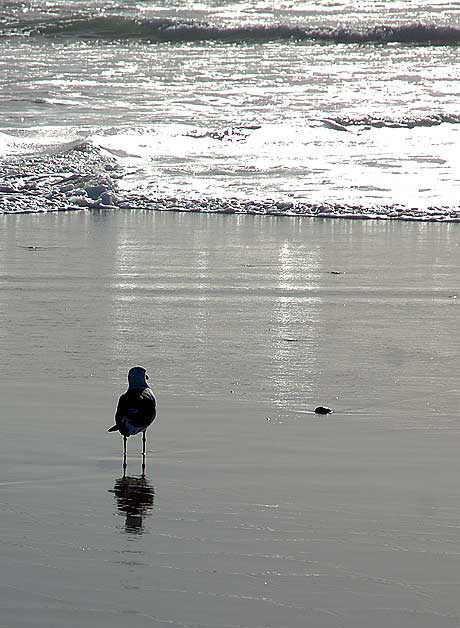 Seagull, South Carlsbad Beach, San Diego County - Christmas Day, 2007