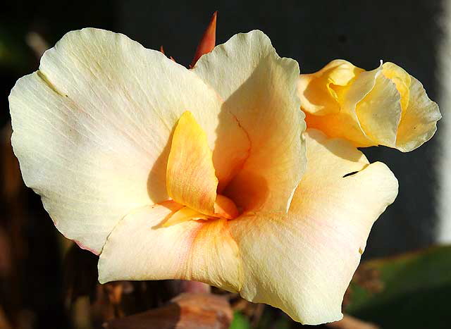 Calla Lily, Will Rogers Memorial Park, Sunset Boulevard at Rodeo Drive in the center of Beverly Hills