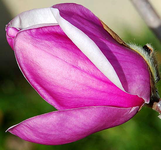 Frasier Magnolia bud, Will Rogers Memorial Park, Sunset Boulevard at Rodeo Drive in the center of Beverly Hills