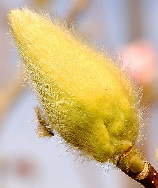 Frasier Magnolia bud, Will Rogers Memorial Park, Sunset Boulevard at Rodeo Drive in the center of Beverly Hills