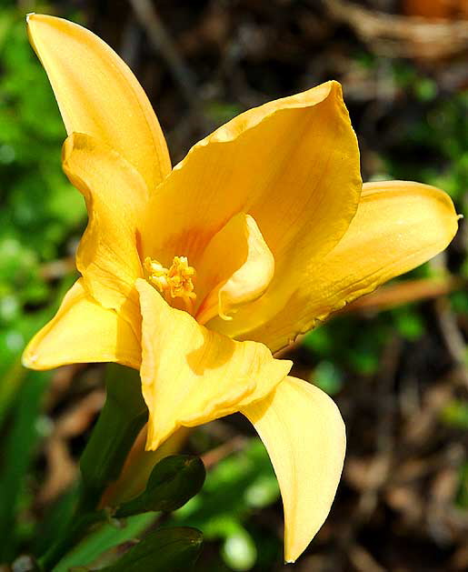 Daylily, Will Rogers Memorial Park, Sunset Boulevard at Rodeo Drive in the center of Beverly H