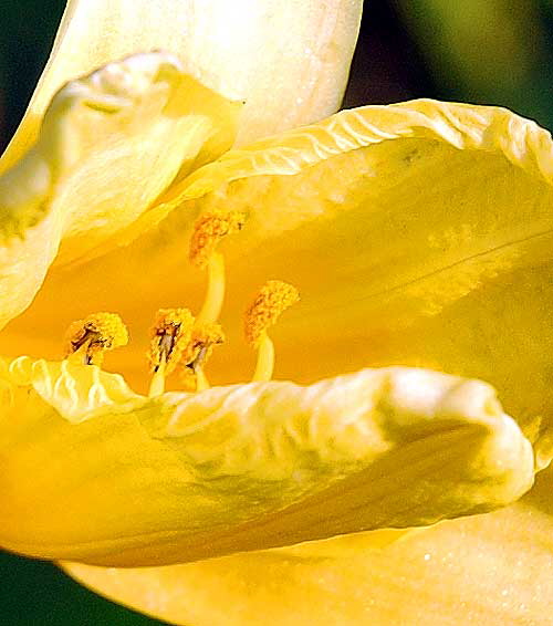 Daylily, Will Rogers Memorial Park, Sunset Boulevard at Rodeo Drive in the center of Beverly H