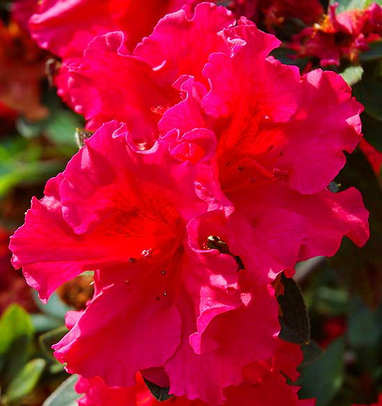 Late winter red blossoms, Will Rogers Memorial Park, Sunset Boulevard at Rodeo Drive in the center of Beverly Hills
