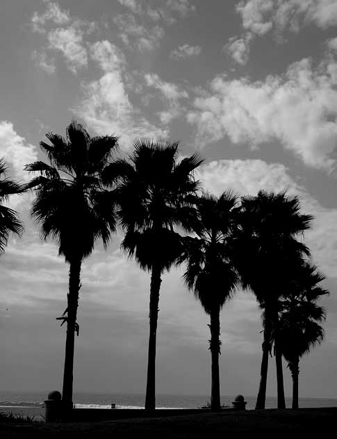 February Palms, Venice Beach, California 