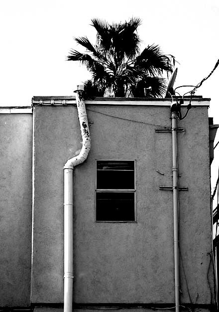 Wall, Pipe, Palm - Venice Beach, California 