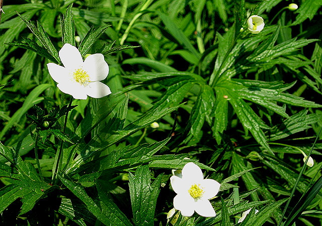 Wildflower - Canadian Anemone - grows in our side yard -