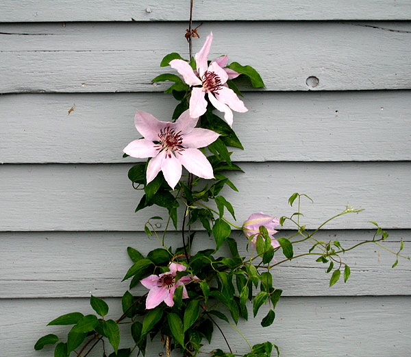 Clematis along the tool shed -