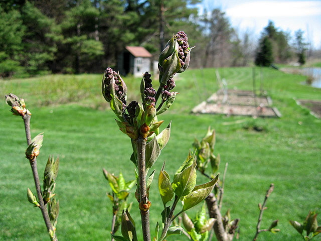 Lilac buds