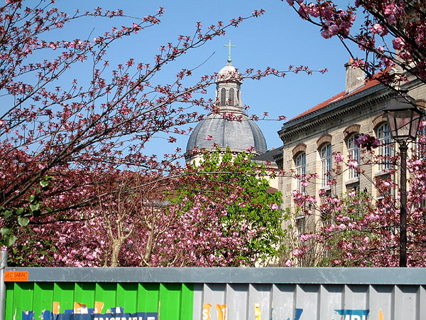 Cherry blossoms and St Paul's church in the Marais.