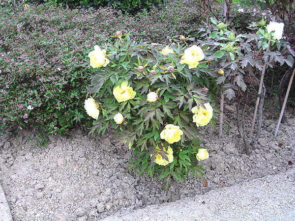 Tree peony at the Varenne Garden of the Rodin Museum 