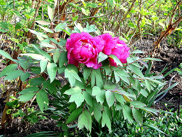 Tree peony at the Varenne Garden of the Rodin Museum 