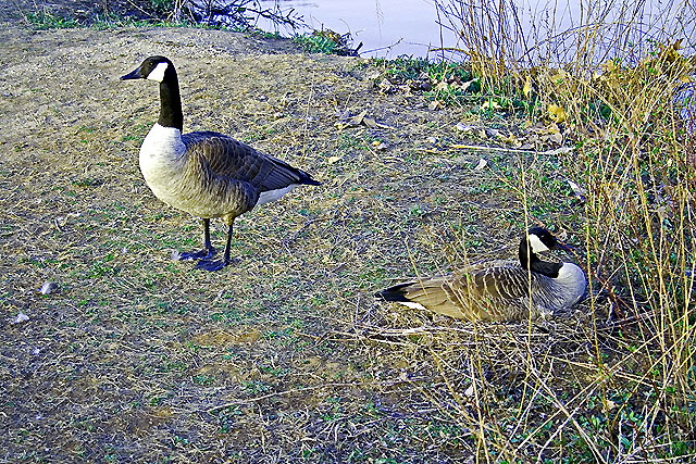 Farrington Lake near East Brunswick, New Jersey (Middlesex County) - ducks