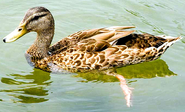 Duck in the reflecting pond in front of the Lincoln Memorial