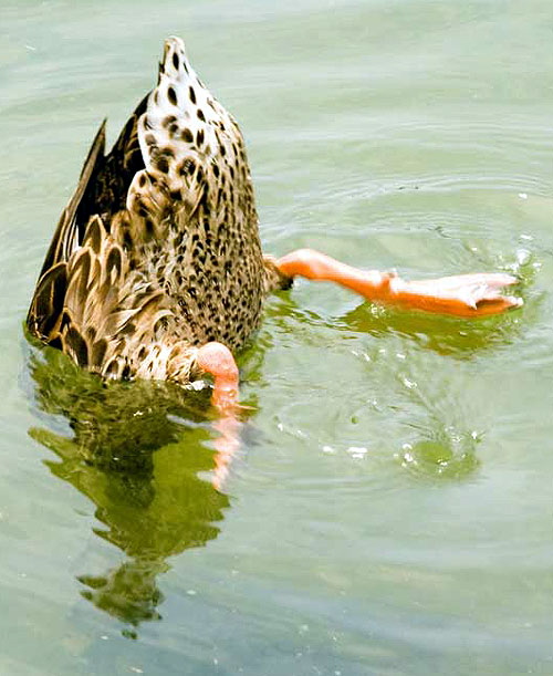 Duck in the reflecting pond in front of the Lincoln Memorial