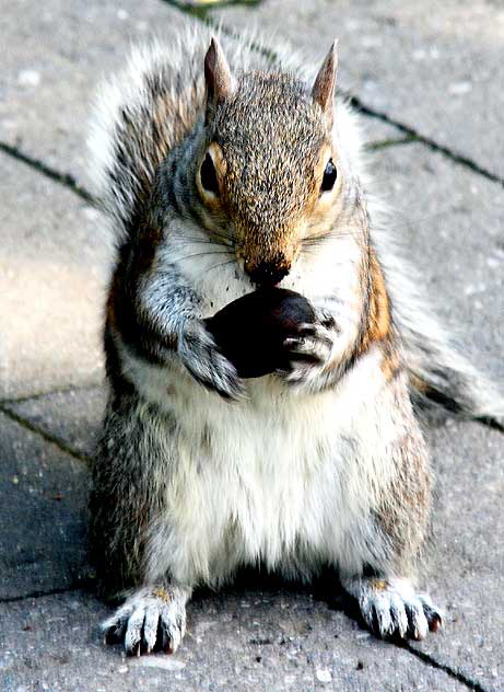 NYC Squirrel