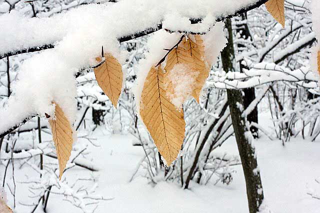 Ellenville, New York, the morning of the last day of the year, 2007