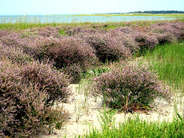 Sea sage, Boat Meadow Beach