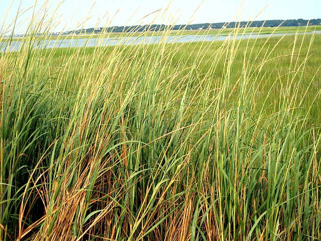 Sea Grass. Cape Cod