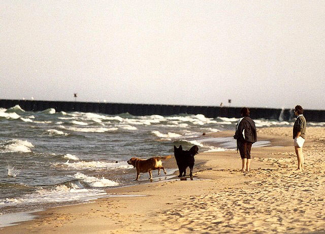 Tennis balls in the surf - a dog's dream - "This why we work" 