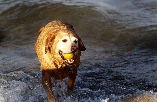 Water Sport - our Red Lab, Major McGuffin