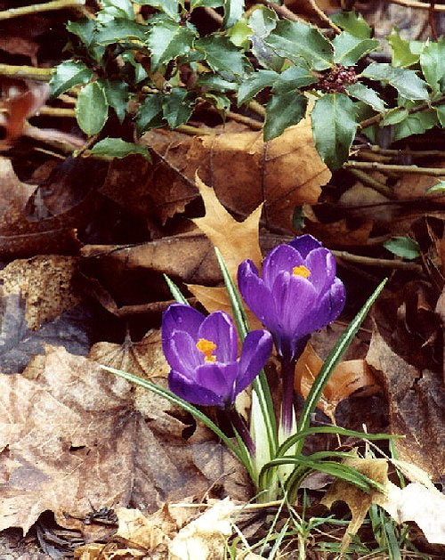 Crocus Sprouts from Winter Mulch, March 7