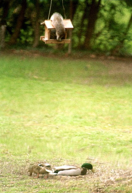 Too Much Rain, Too Much Birdseed