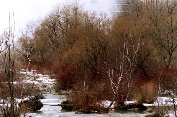 Niagara birch, Three Sisters Island