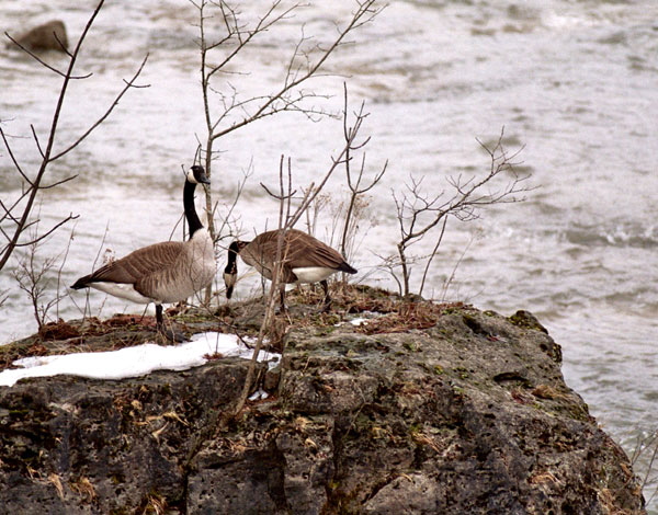 Sanctuary - goose and gander en route north 