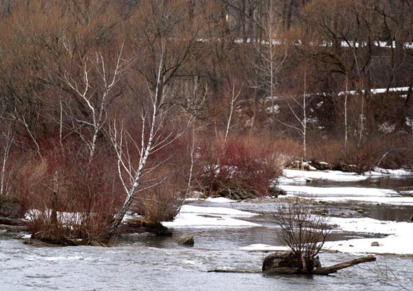 Winter trails - Goat Island