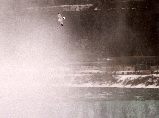 Soaring on the updraft  - Niagara Falls