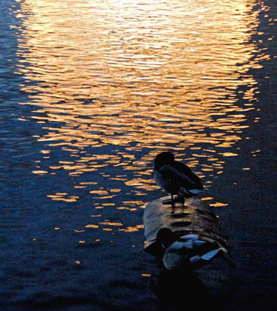 Paris: In the Tuileries mallards were floating in the golden puddle of reflection from the big wheel and there were still a few collapsed souls in the metal chairs - alas, unheated, and few remember to carry soft cushions on a Saturday in January. 