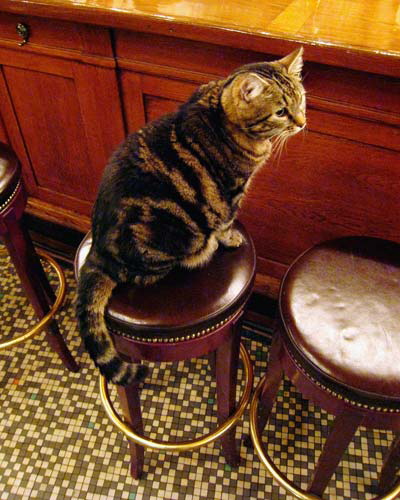 A drinking cafe like Le Select with a bar cat named Mickey isn't snooty.