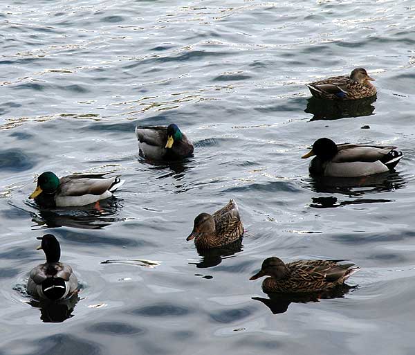 Birds, Playa del Rey, CA - January 19, 2006