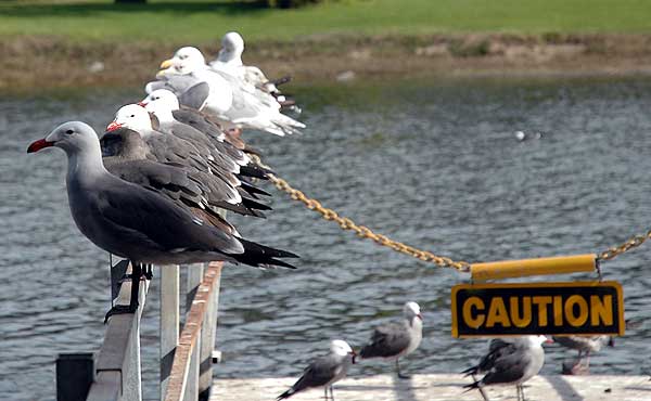 Birds, Playa del Rey, CA - January 19, 2006