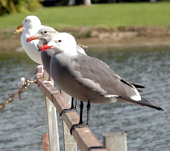 Birds, Playa del Rey, CA - January 19, 2006