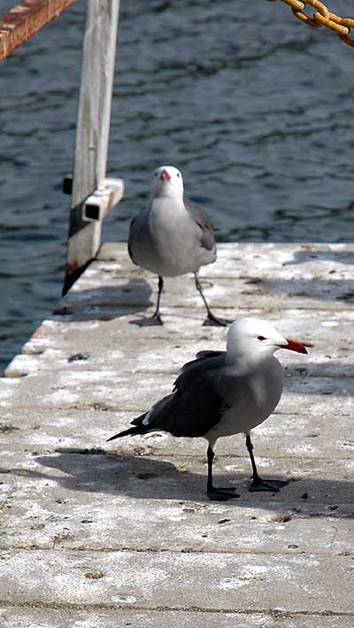 Birds, Playa del Rey, CA - January 19, 2006