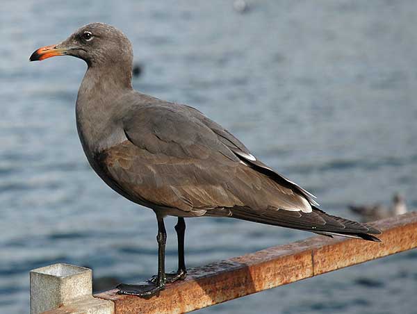 Birds, Playa del Rey, CA - January 19, 2006