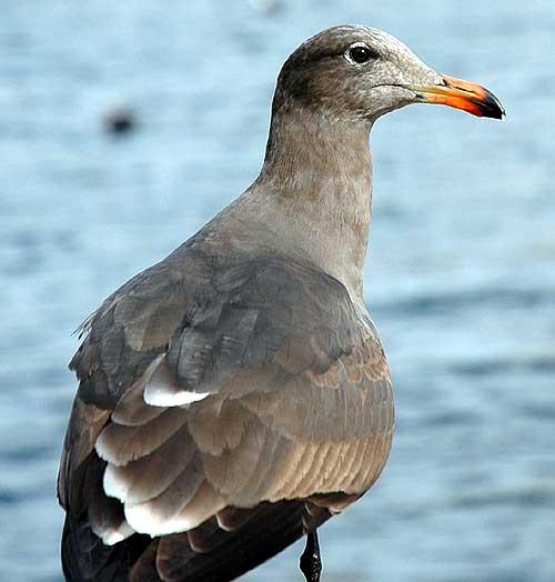 Birds, Playa del Rey, CA - January 19, 2006