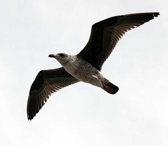 Birds, Playa del Rey, CA - January 19, 2006